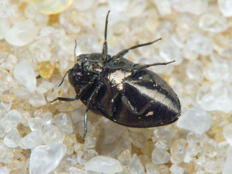 Trachys troglodytes troglodytes Gyllenhal in Schönherr, 1817